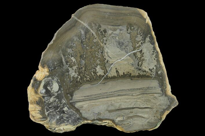 Triassic Aged Stromatolite Fossil - England #130927